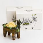 Campestre - Banhos de sal